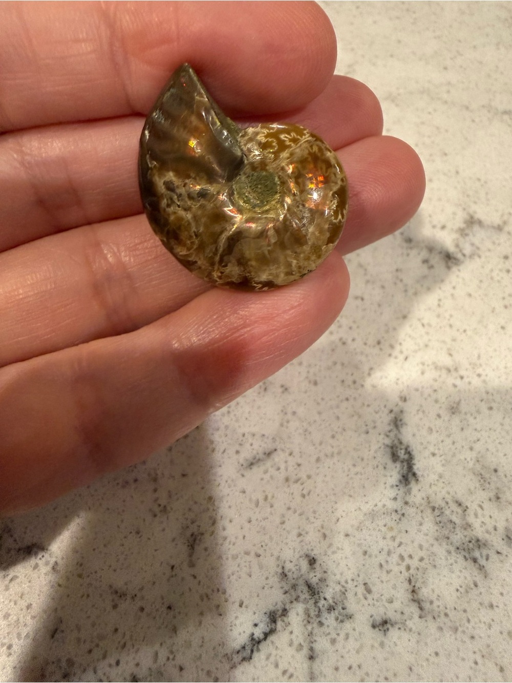 Ammonite Fossil Shell - Picture 4 of 4